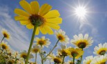 yellow flowers against blue sky