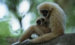 Gibbon and Baby