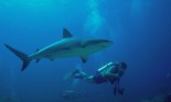 Scuba Diver Swimming with Reef Shark