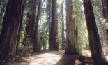Redwood National Park, California, Avenue of the Giants, redwood trees