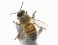 Honeybee, overhead view