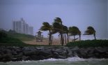 Palm trees on beach blowing in wind during storm, near Miami, Florida, USA