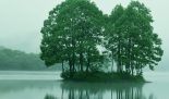 Trees in a lake
