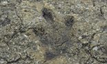 Dinosaur footprint