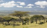 Acacia trees on savannah near Mount Kenya, Lewa Conservancy, Kenya