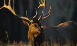 Elk with Large Antlers
