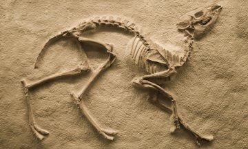Fossil of prehistoric animal Fossil of prehistoric animal