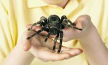 Girl holding a tarantula spider in her hands