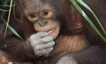 Orangutan (Pongo pygmaeus) young, close-up