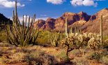 Organ Pipe Cactus National Monument, Sonoran Desert, Arizona