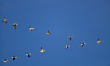 Snow Geese Flying in Formation