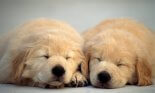 two puppies asleep