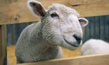 Sheep poking head through fence