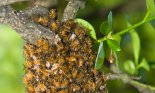 Swarm of bees on a tree