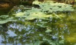Duckweed growing on surface of pond