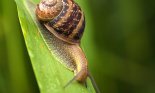 snail with snail shell on leaf