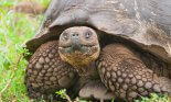 Galapagos giant tortoise, closeup