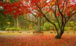 Beautiful fall; red chair and red carpet, Connecticut