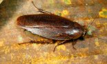 Cockroach in the Peruvian rainforest