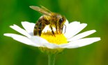 Bee on the chamomile flower