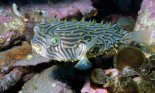 Burrfish in the Atlantic Ocean