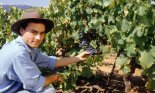 Young man picking grapes from grape vines