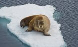 Walrus on an ice floe