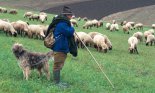 Shepherd with herd of sheep in Eifel Rheinland Pfalz, Germany