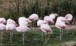 Flamingoes (Phoenicopterida) preening