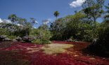 Luxuriant nature in Cano Cristales