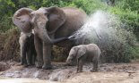 Mother African elephant spraying water past baby elephant