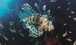 lionfish