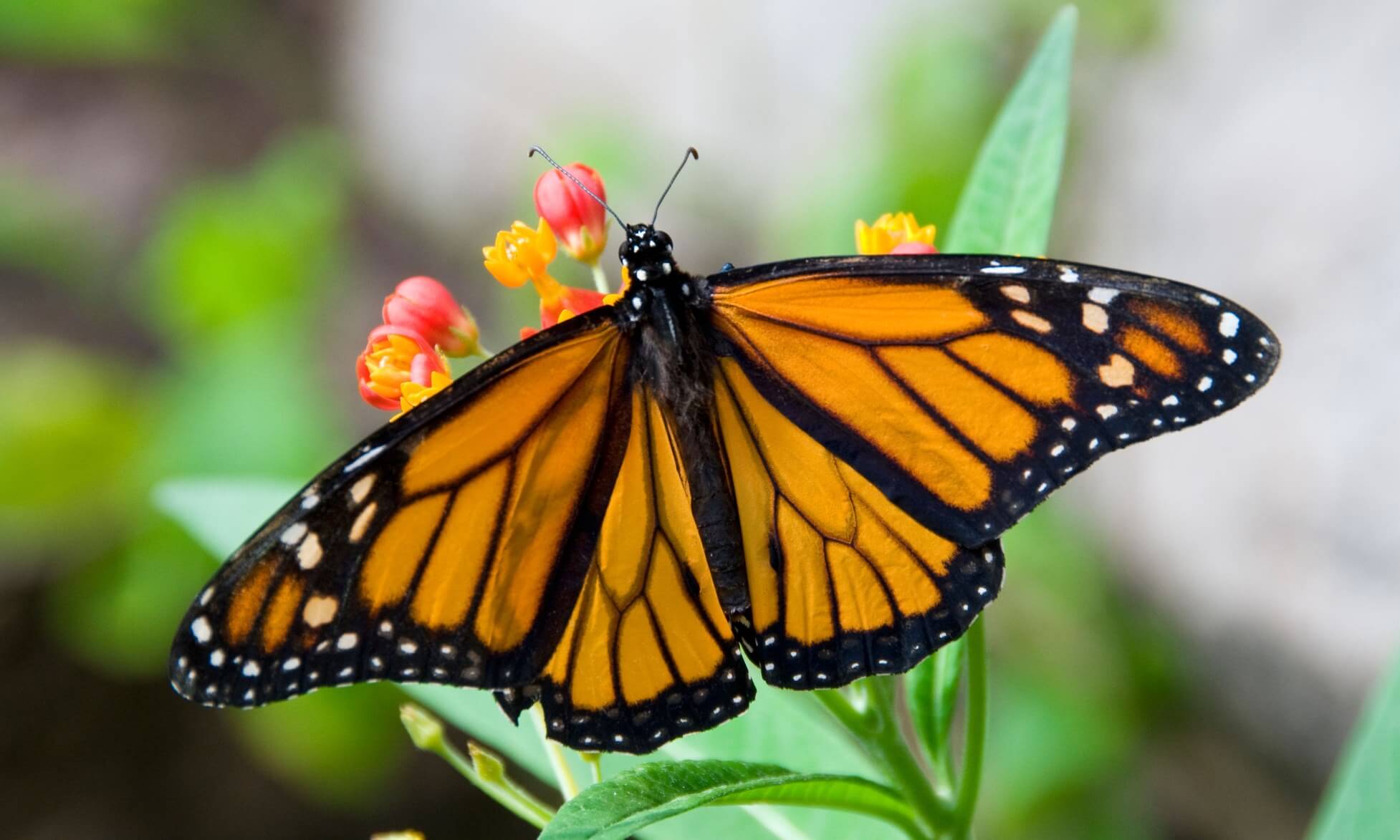 Monarch butterfly with open wings on milkweed flowers