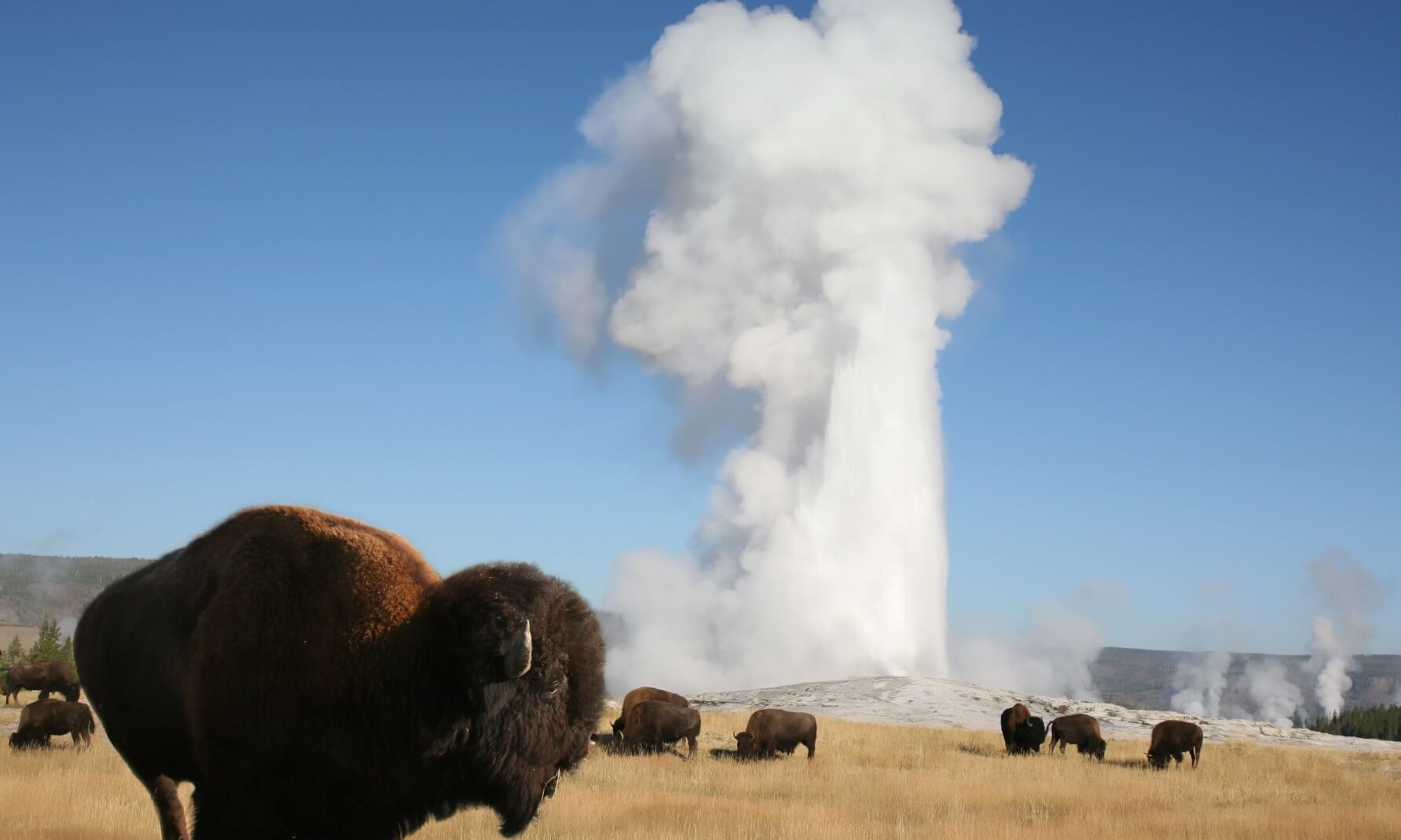 Bison bull overlooking a herd with Old Faithful erupting in background