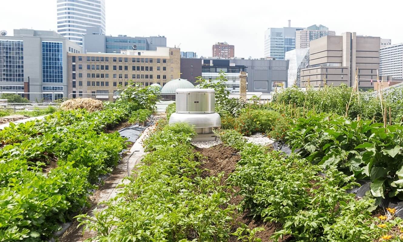 Growing vegetables on roof of building in an urban farm