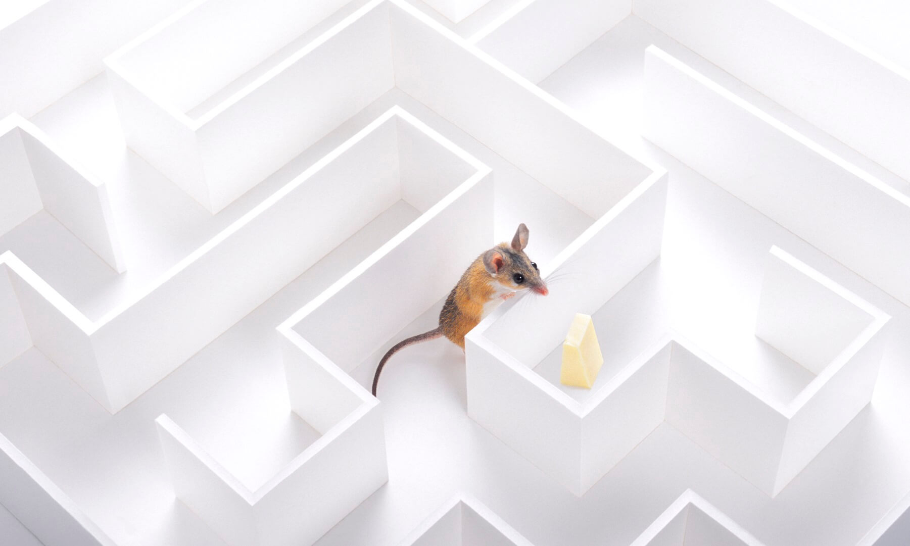 Rodent and cheese in a maze