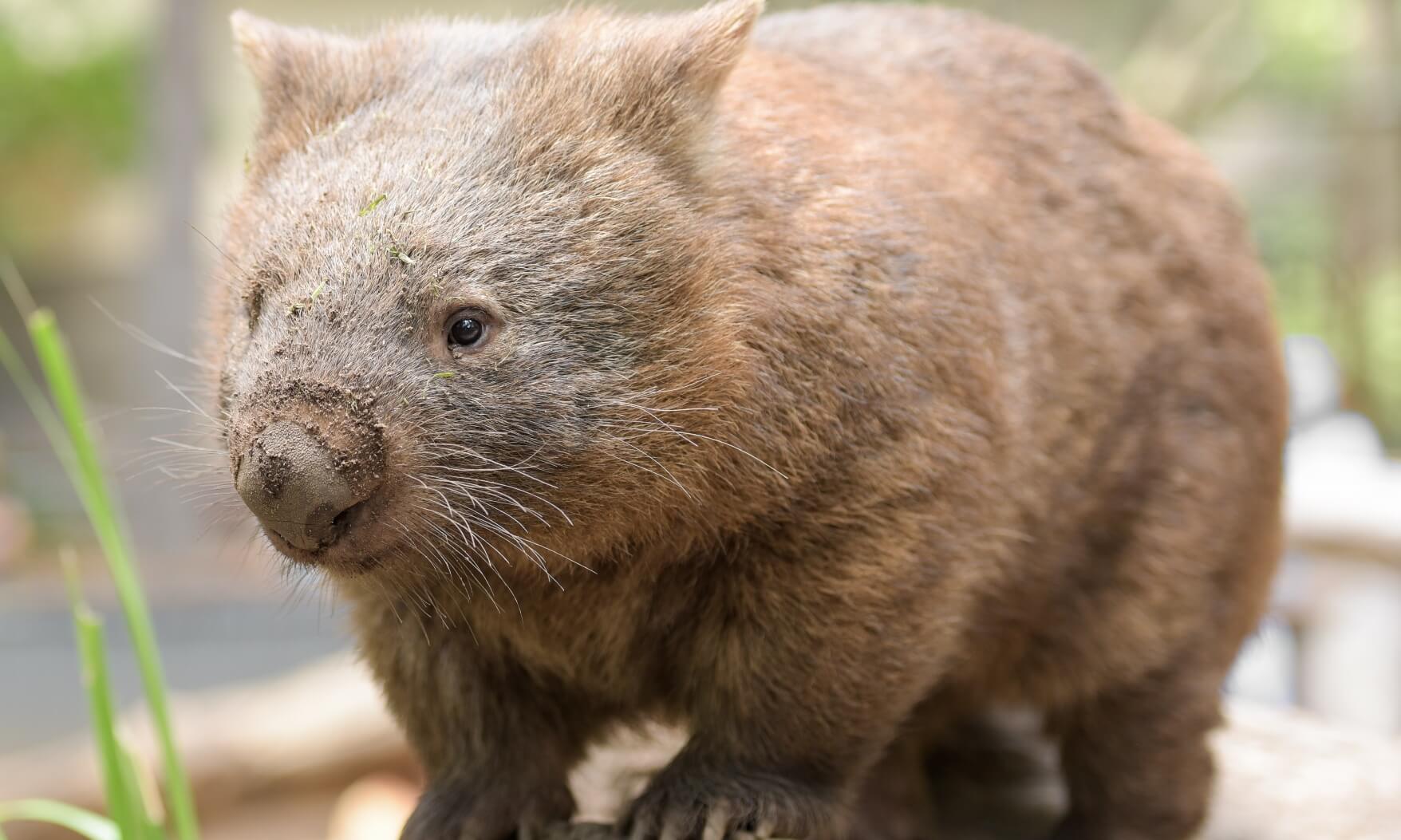 Australian common wombat stands on a log