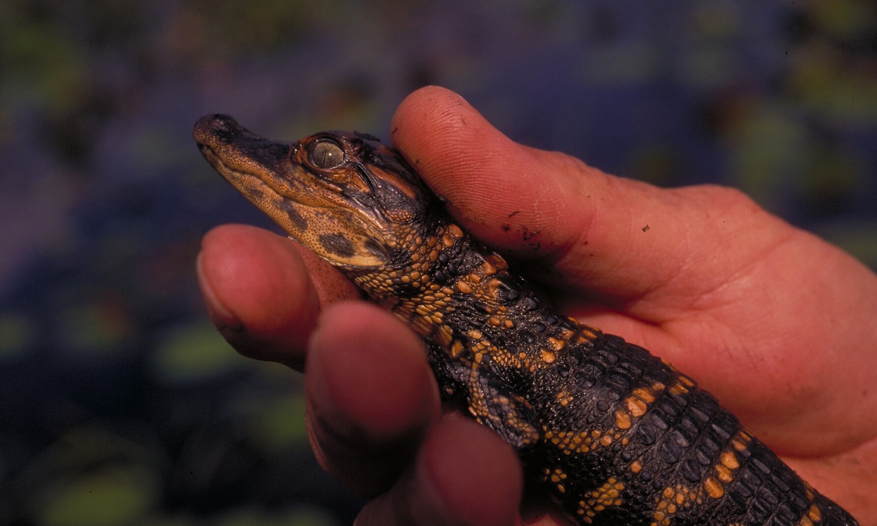 Hand holding a baby alligator