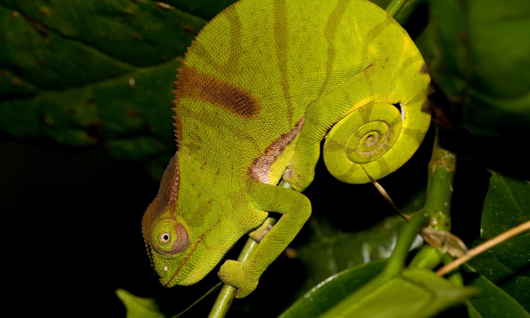 Female panther chameleon in Marojejy, Madagascar