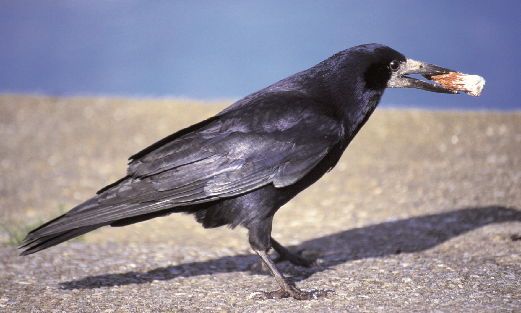 Crow holding food in its beak
