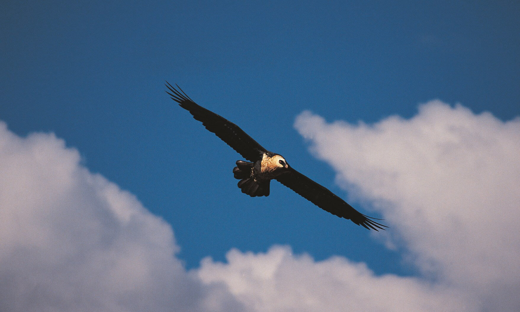 Bearded Vulture in flight