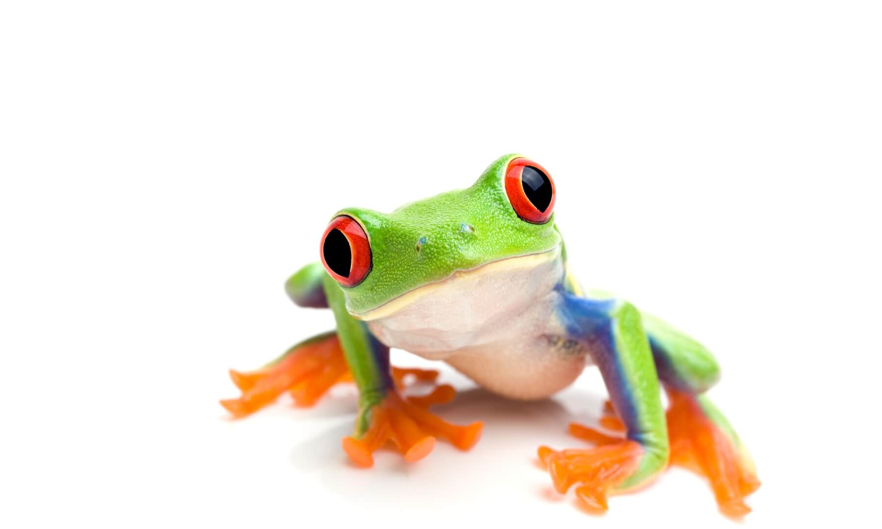 Frog macro - a red-eyed tree frog (Agalychnis callidryas) isolated on white
