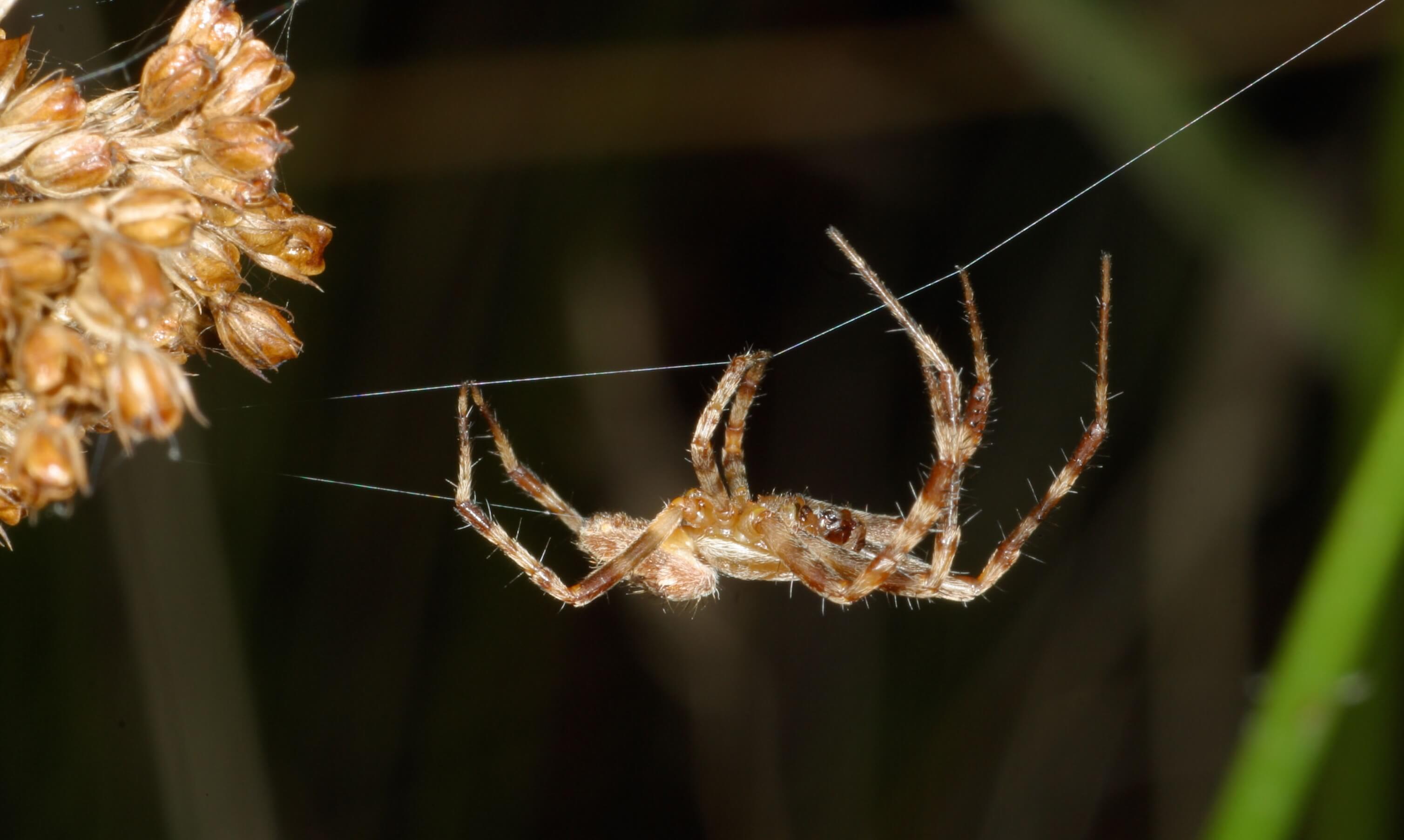 Spider climbing on its web