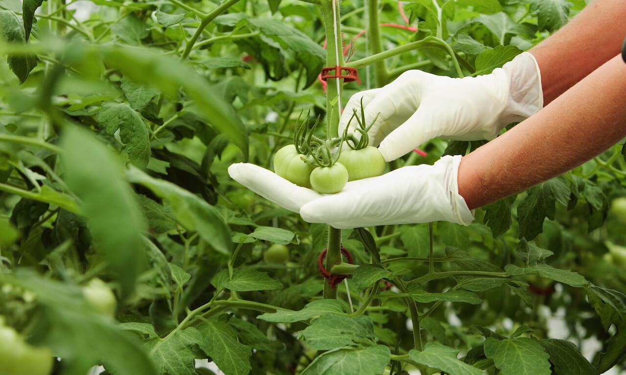 Attending to small growing tomatoes in greenhouse environment
