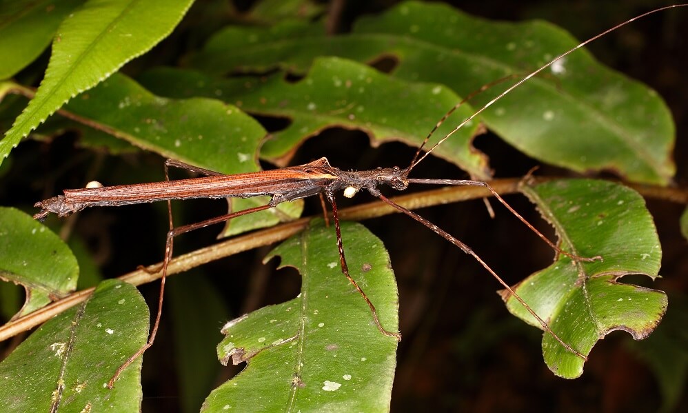 Stick insect or stick-bug sitting on a leaf. Fauna of rain forest in Ecuador