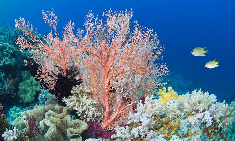 Two fish in coral reef, underwater view