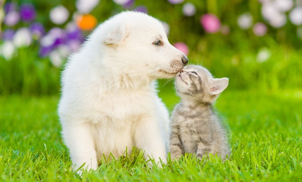 White swiss shepherd puppy nuzzling kitten on green grass