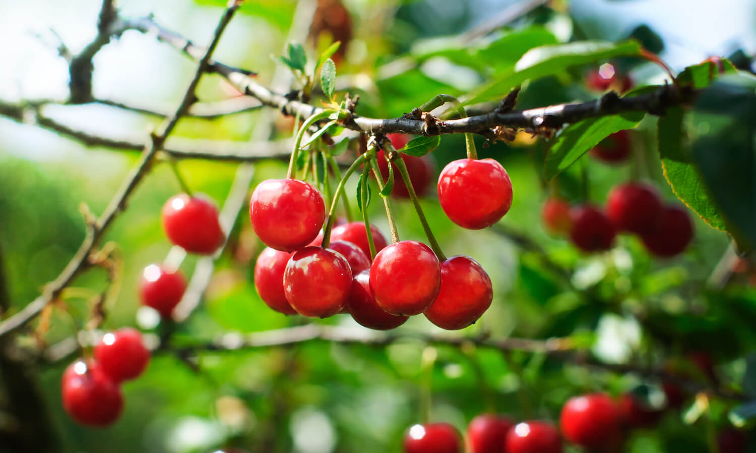 Close-Up Of Cherries On Tree