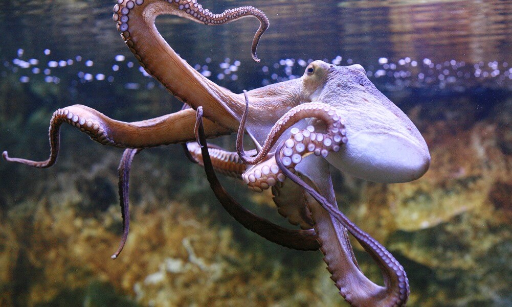 Octopus swimming underwater