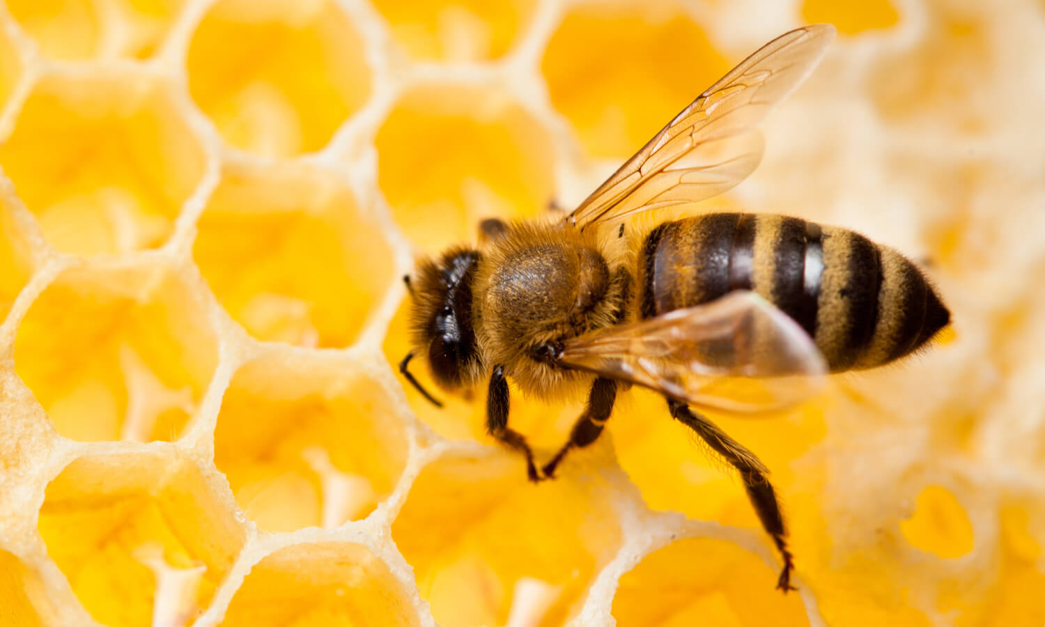 Bee macro shot collecting honey in honeycomb